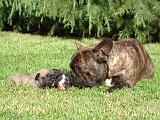 BOULEDOGUE FRANCAIS 1335